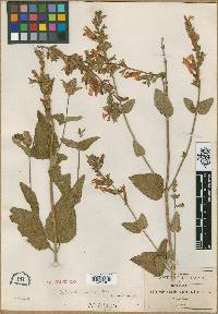 Salvia pulchella image