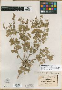 Salvia ballotiflora var. eulaliae image
