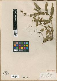 Salvia cuspidata subsp. bangii image