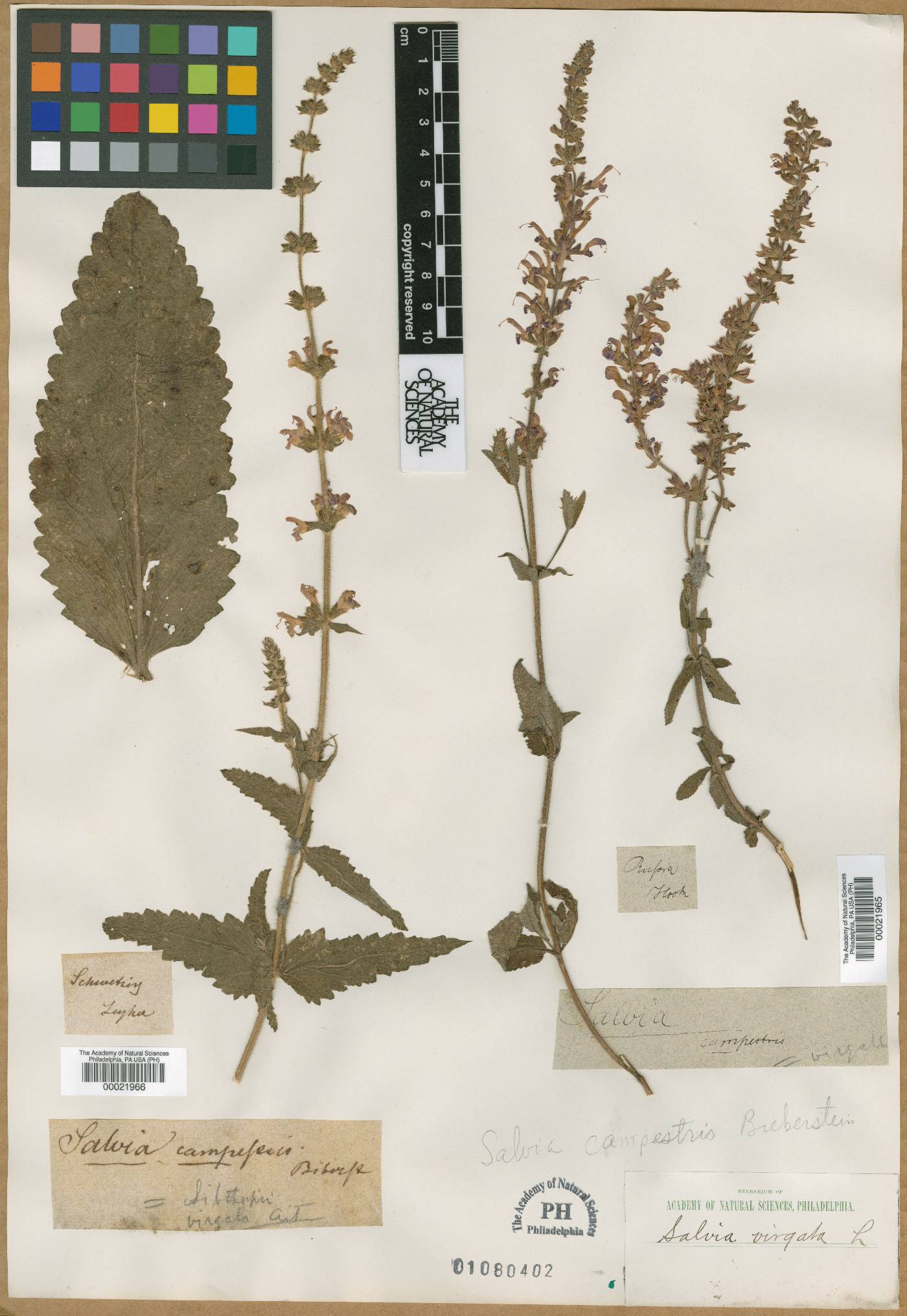 Salvia virgata image