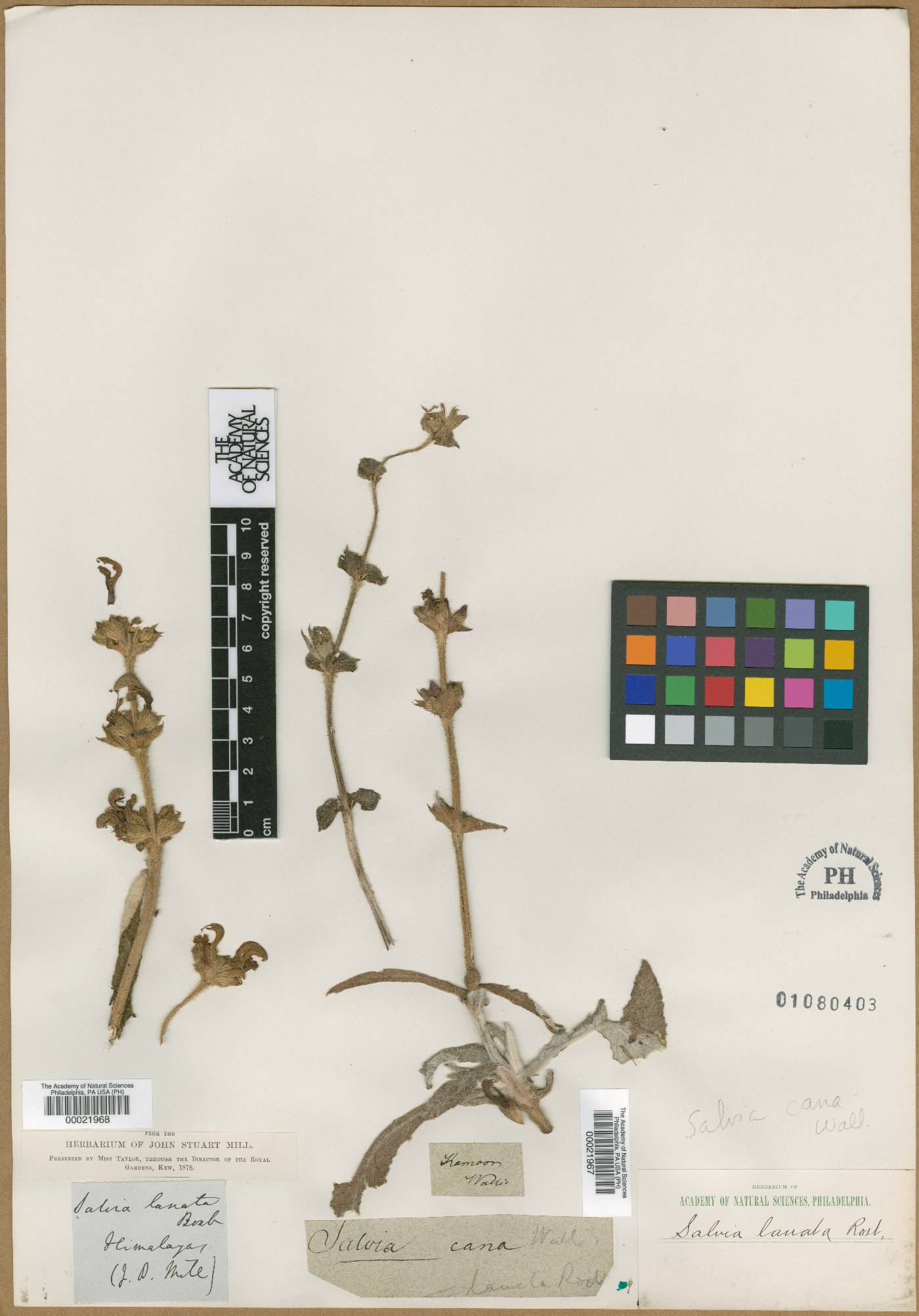 Salvia cana image