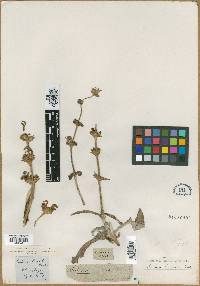 Salvia cana image