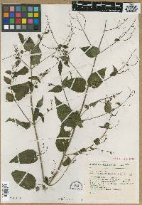 Salvia dryophila image