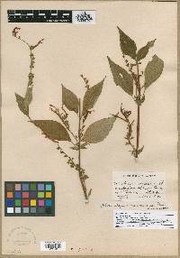 Salvia elegans var. sonorensis image