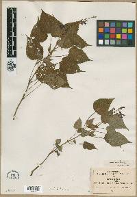 Salvia flaccidifolia image