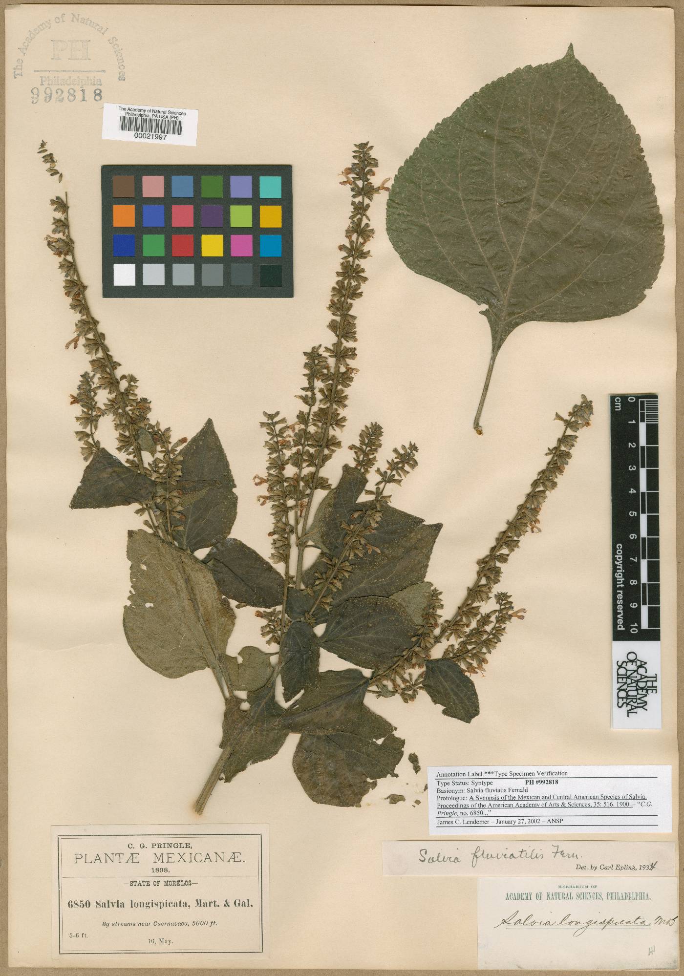 Salvia fluviatilis image