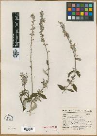 Salvia jacobi image