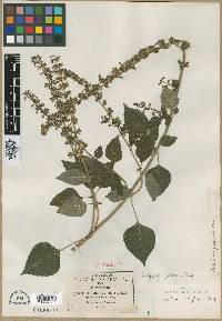 Salvia jaliscana image