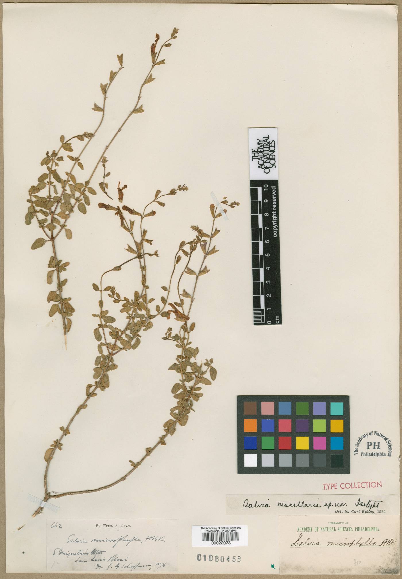 Salvia macellaria image