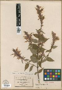 Salvia michoacana image