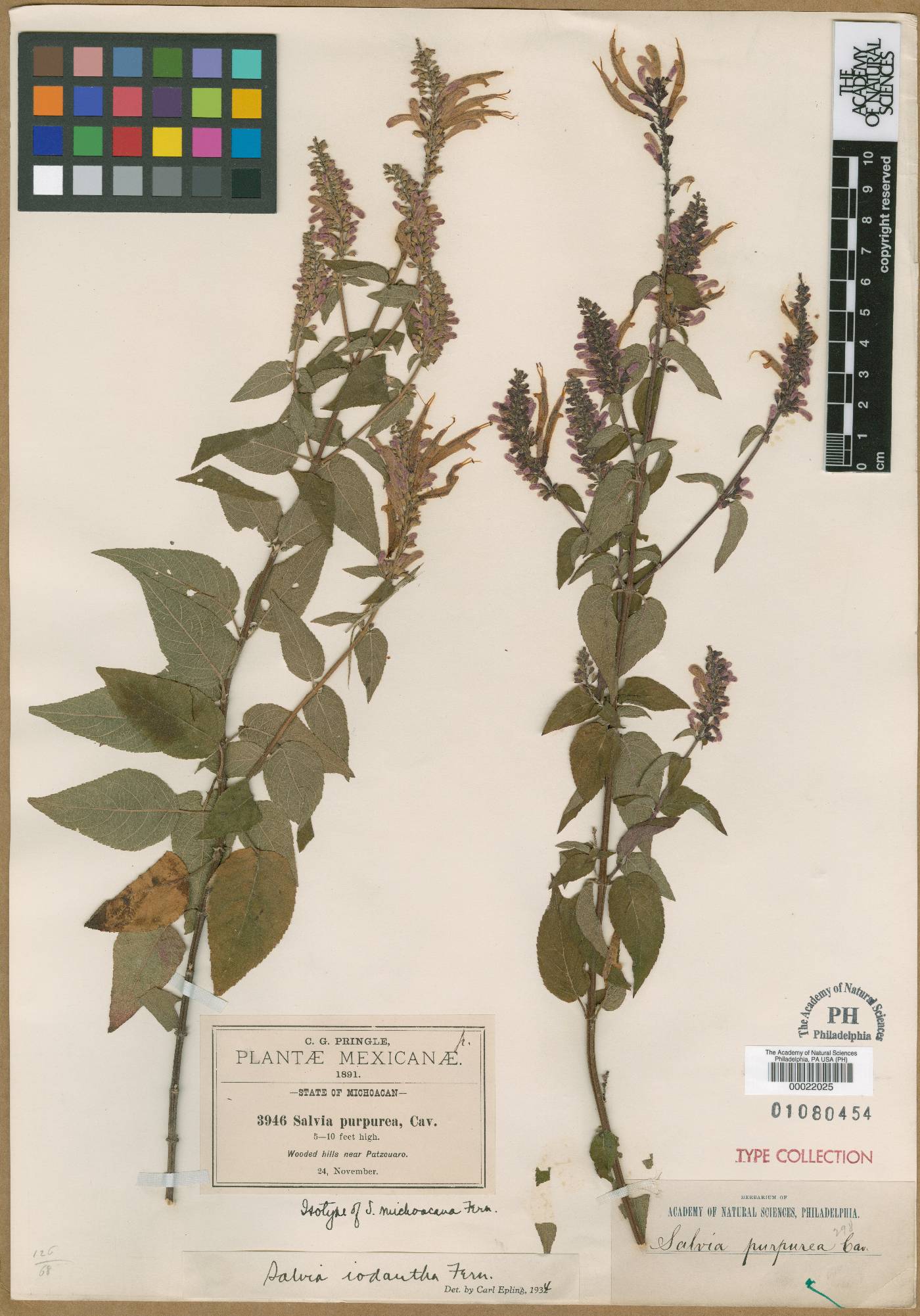 Salvia michoacana image