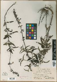 Salvia pennellii image