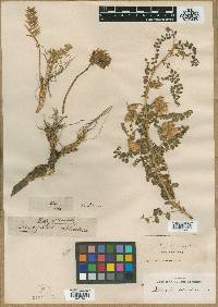Astragalus orbiculatus image