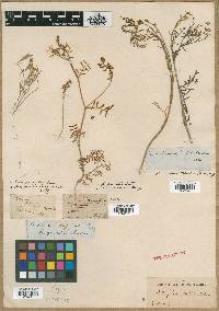 Astragalus multiflorus image