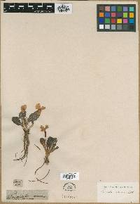 Image of Primula amoena
