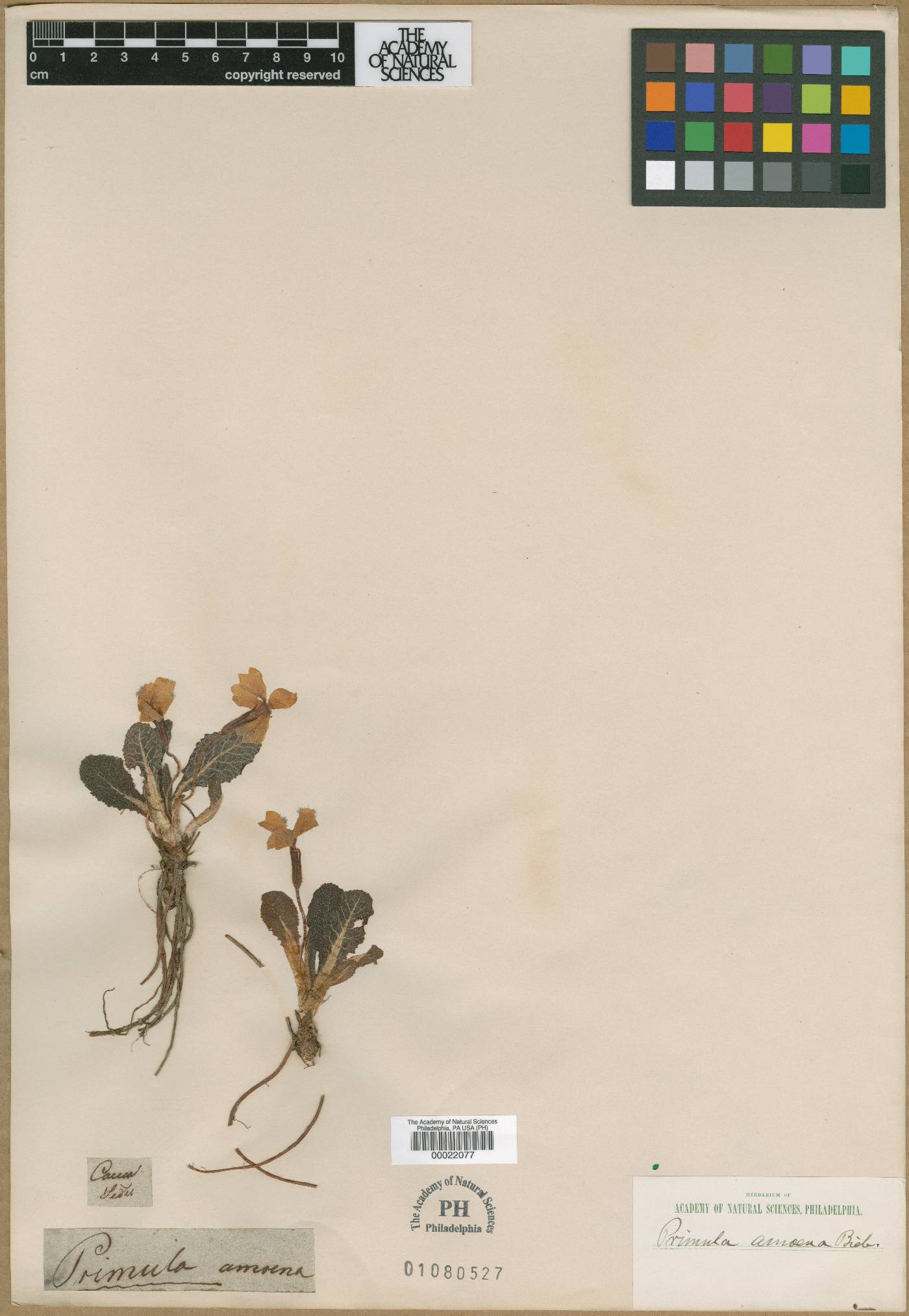 Primula amoena image