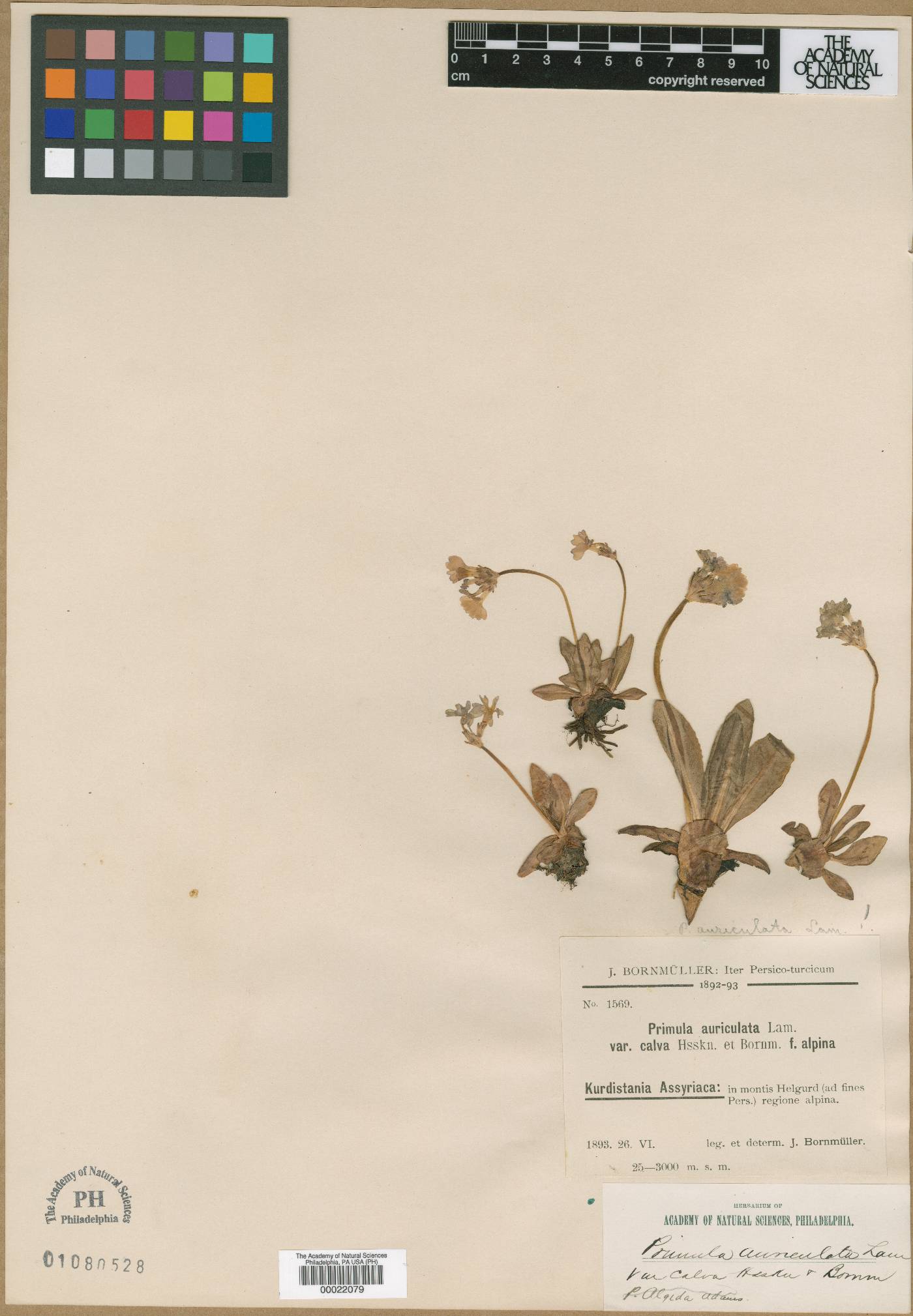 Primula auriculata subsp. pycnorrhiza image