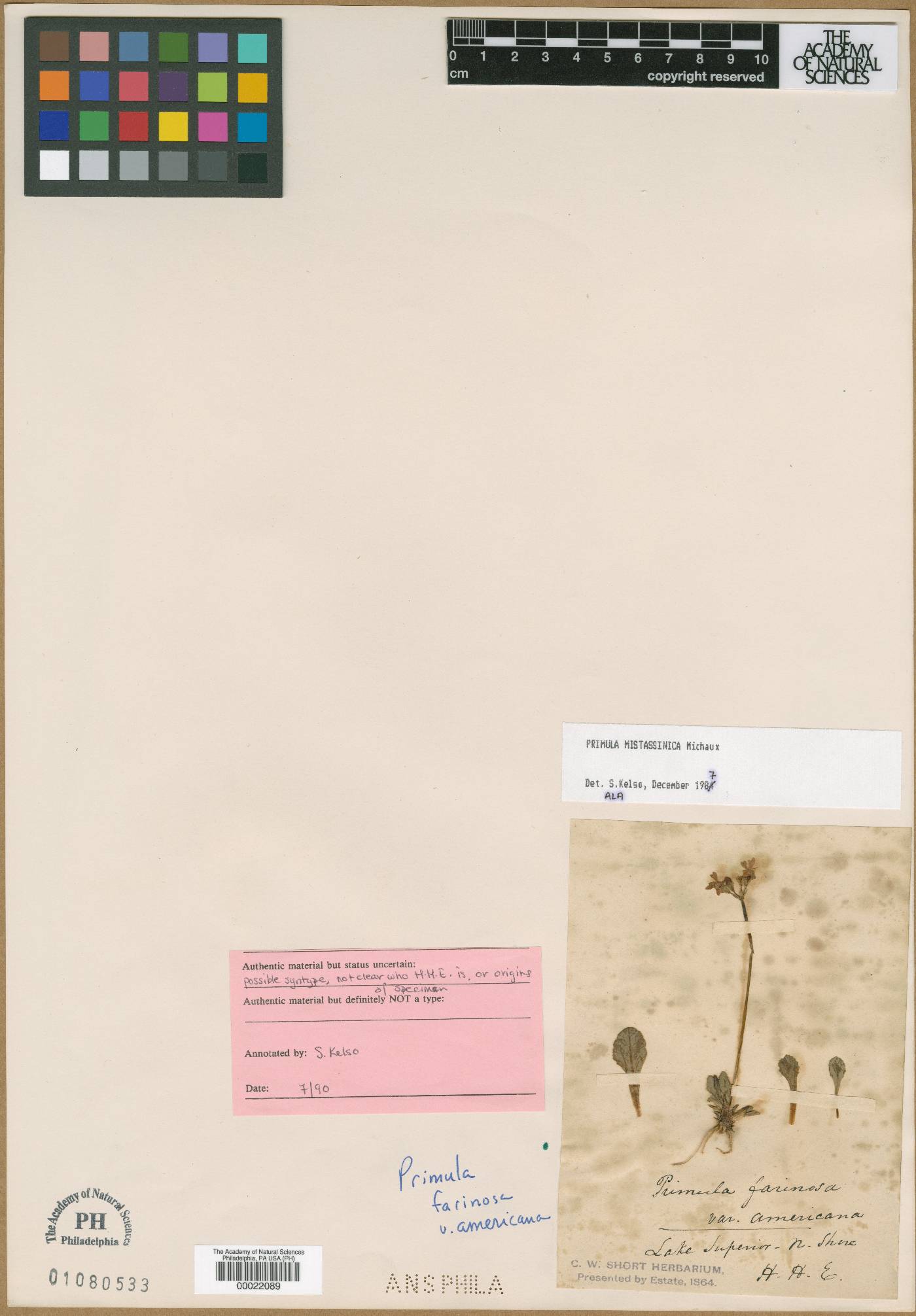Primula farinosa var. americana image