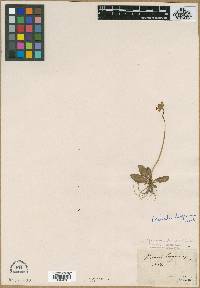 Image of Primula longiscapa