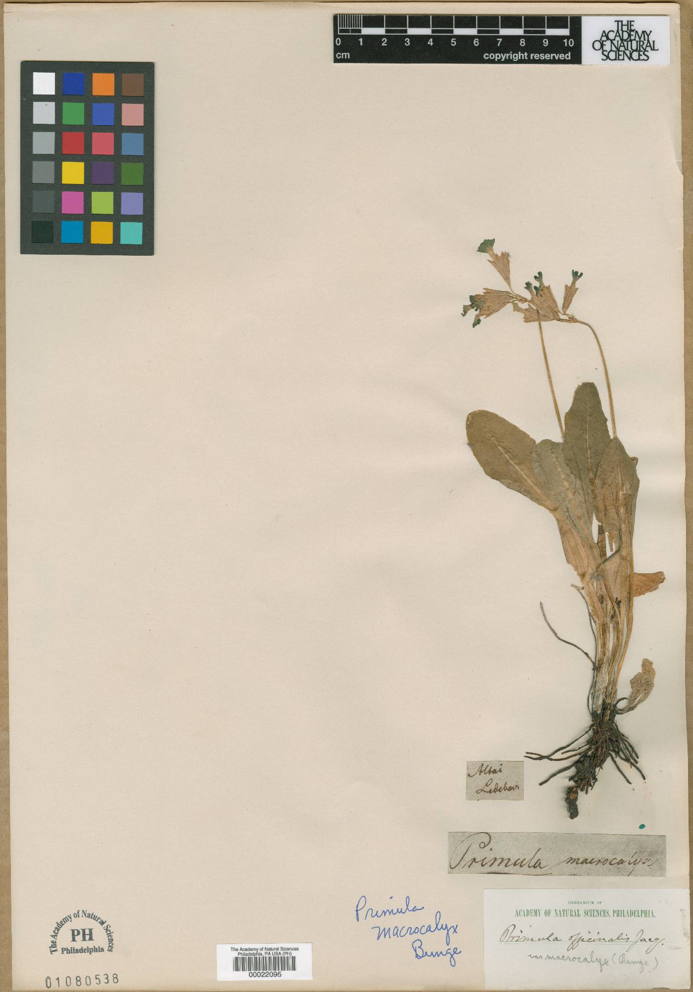 Primula veris subsp. macrocalyx image