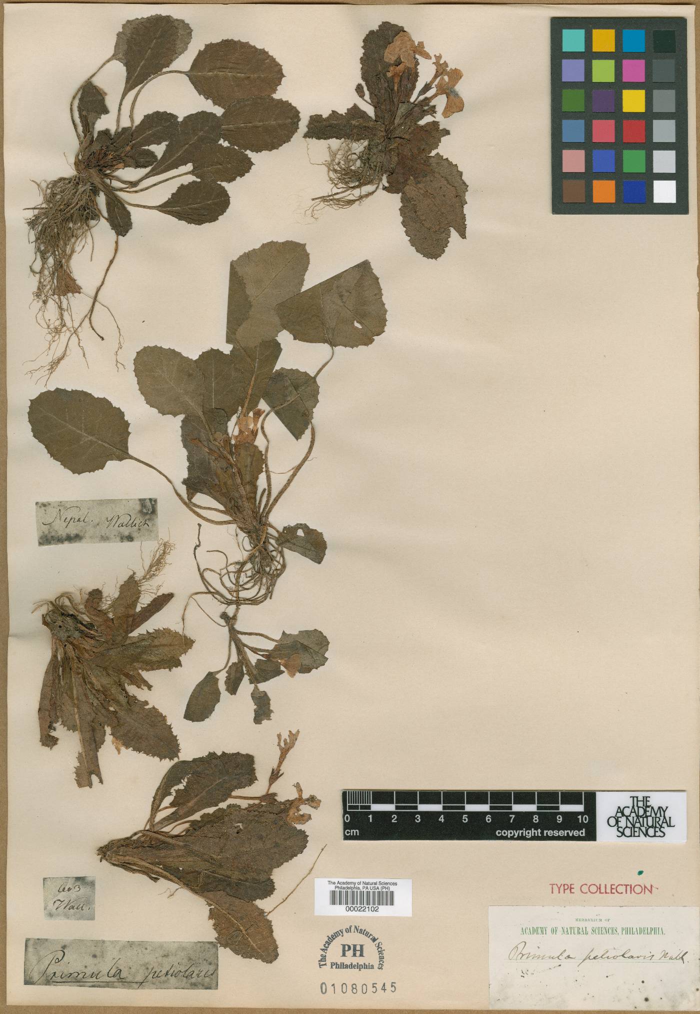 Primula petiolaris image