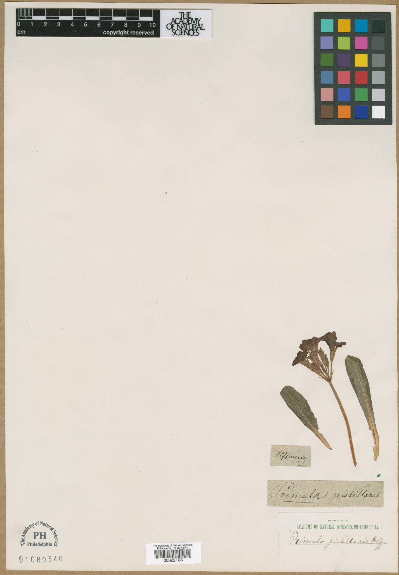 Primula veris subsp. veris image