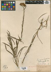 Eurybia eryngiifolia image