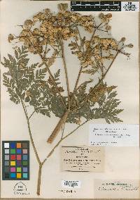 Prionosciadium macrophyllum image