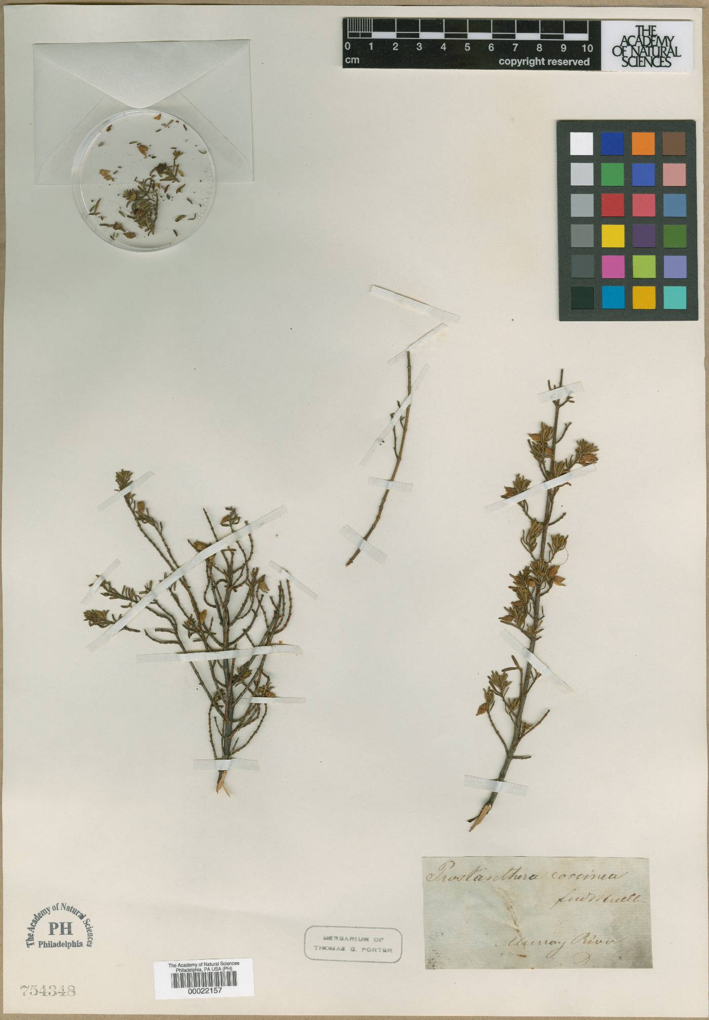 Prostanthera microphylla image