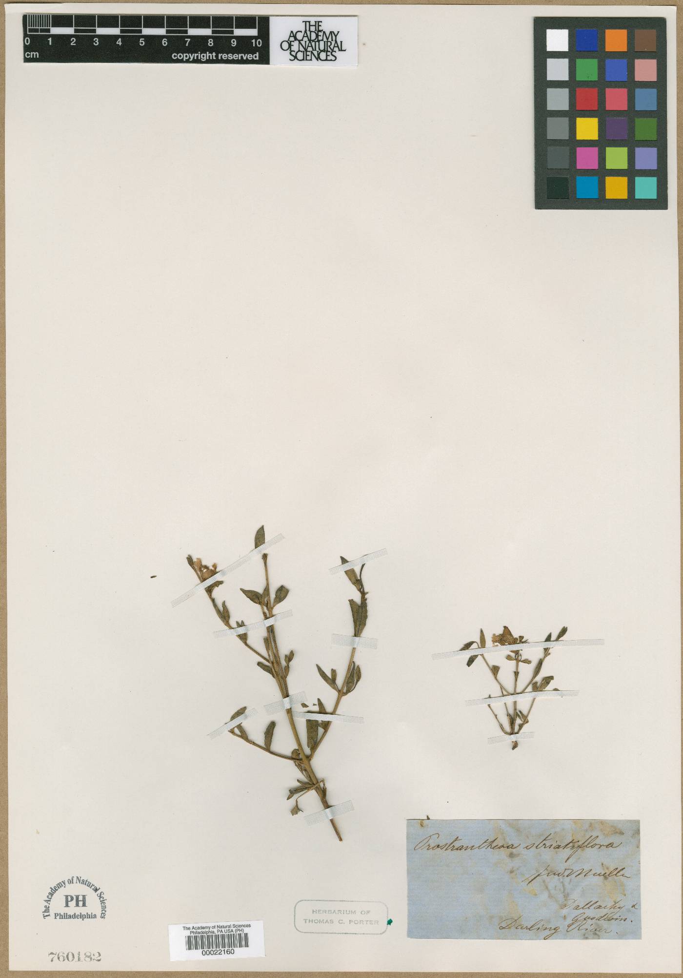 Prostanthera striatiflora image