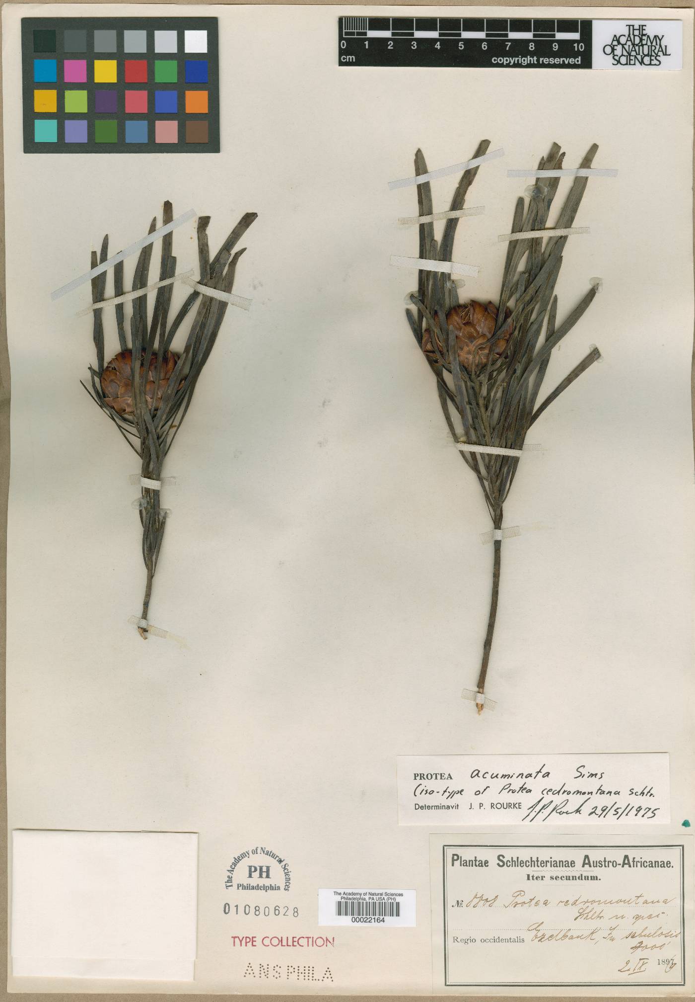 Protea acuminata image