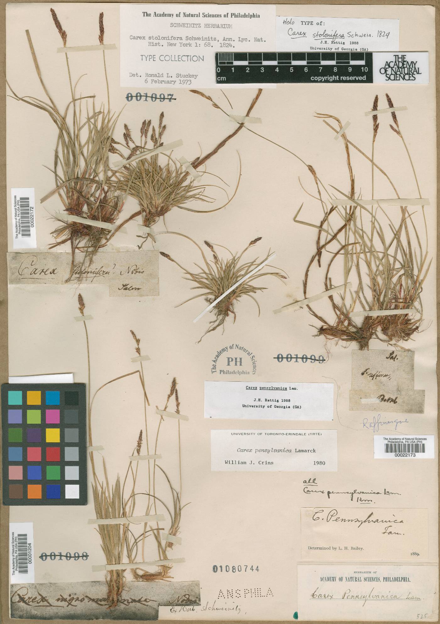 Carex stolonifera image