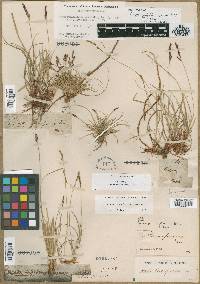 Carex stolonifera image