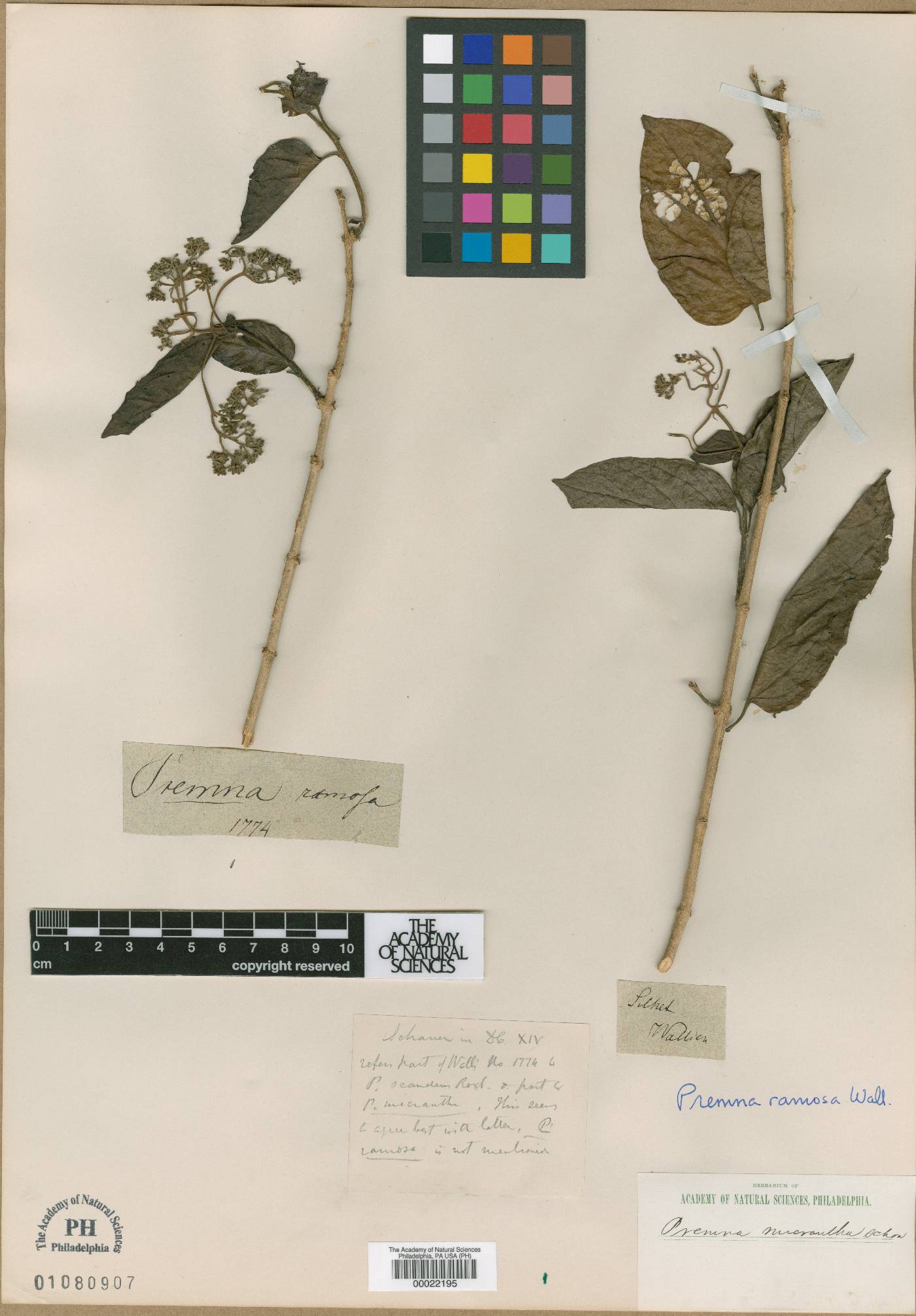 Premna scandens image