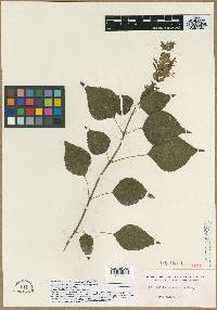 Salvia camarifolia image