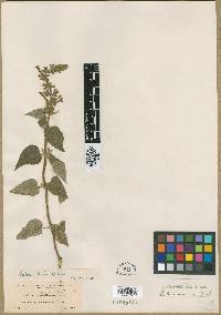 Salvia urica image