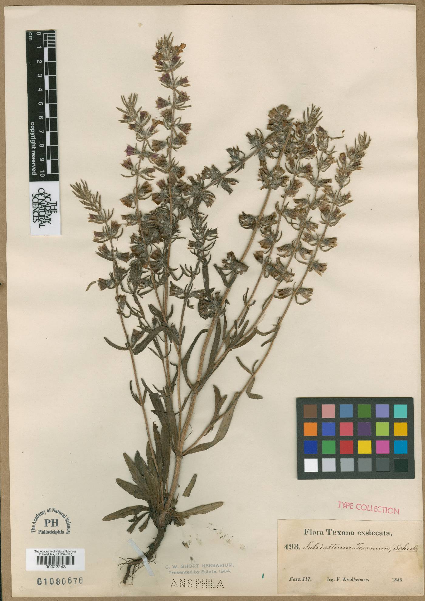 Salviastrum texanum image