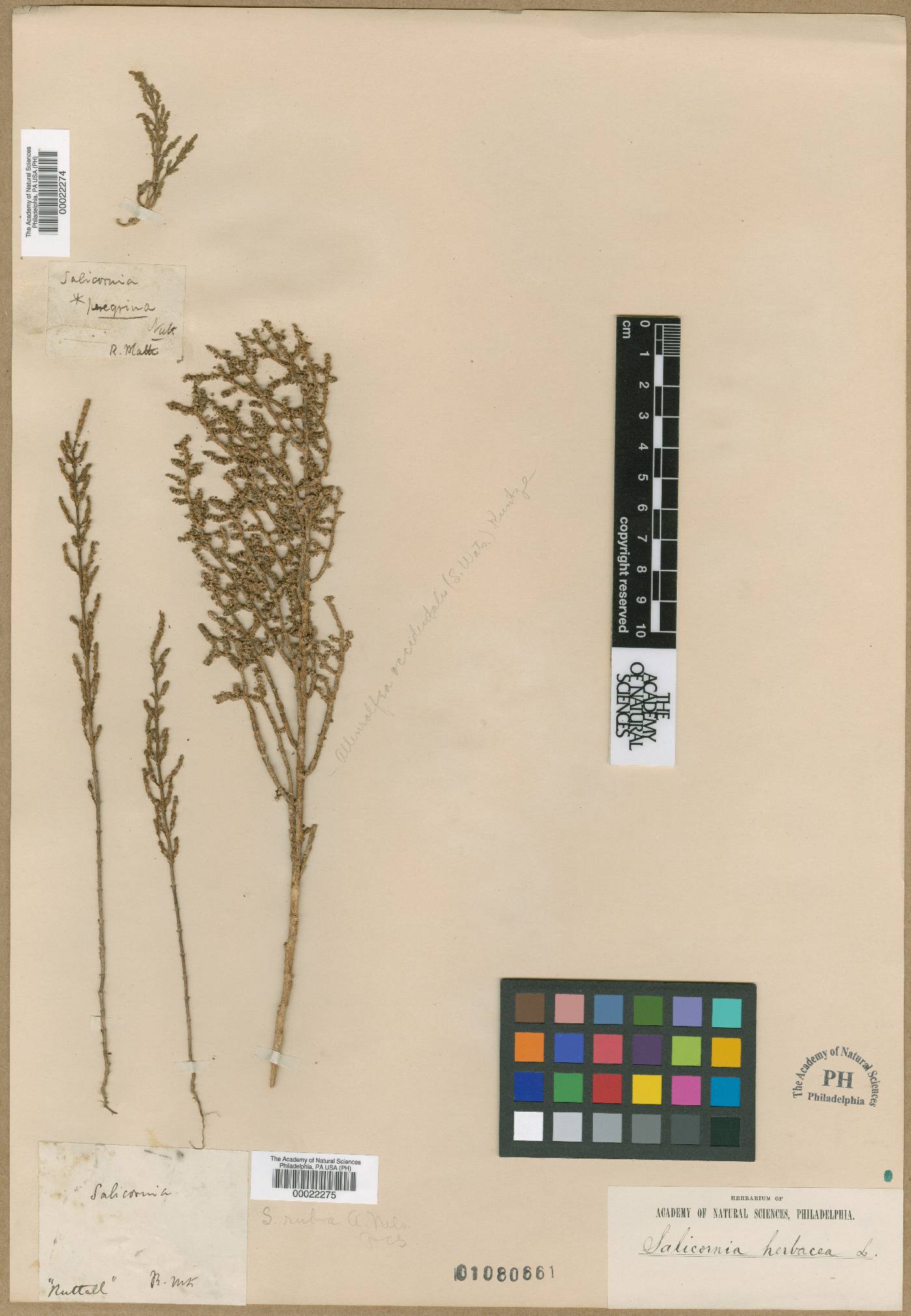 Salicornia europaea subsp. europaea image