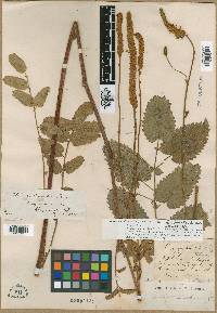 Sanguisorba stipulata image