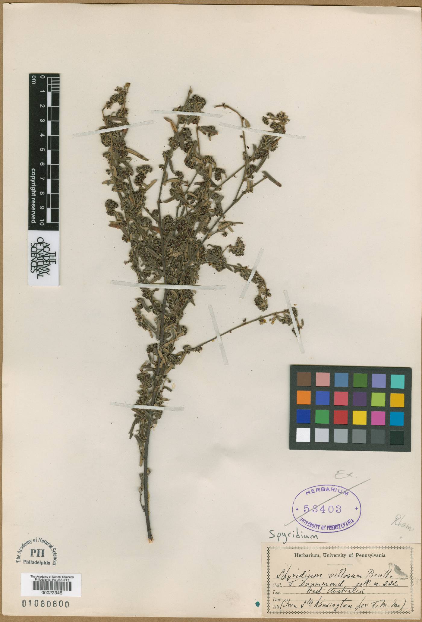 Spyridium villosum image