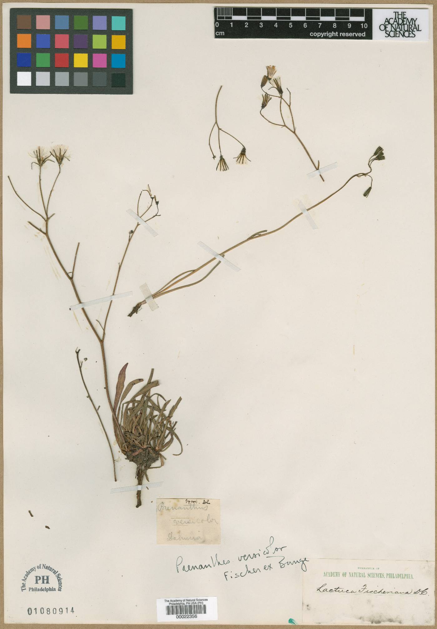 Ixeris chinensis subsp. versicolor image