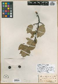 Prunus alleghaniensis image