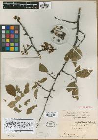 Prunus alleghaniensis image