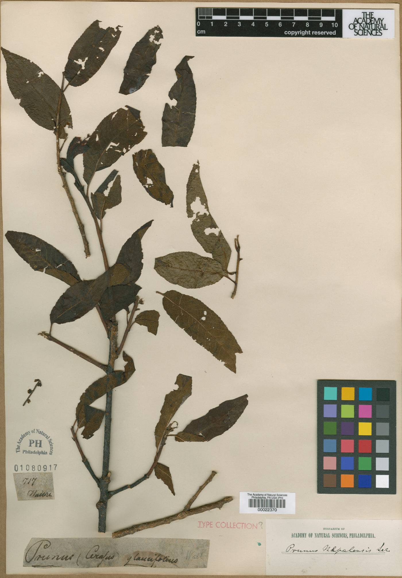 Prunus napaulensis image