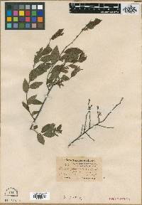 Prunus gracilis image