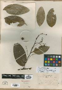Prunus guanaiensis image