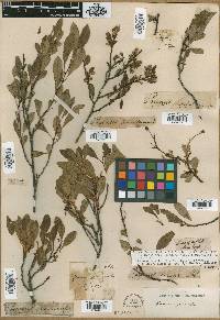 Image of Prunus incana