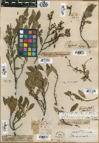 Prunus incana image