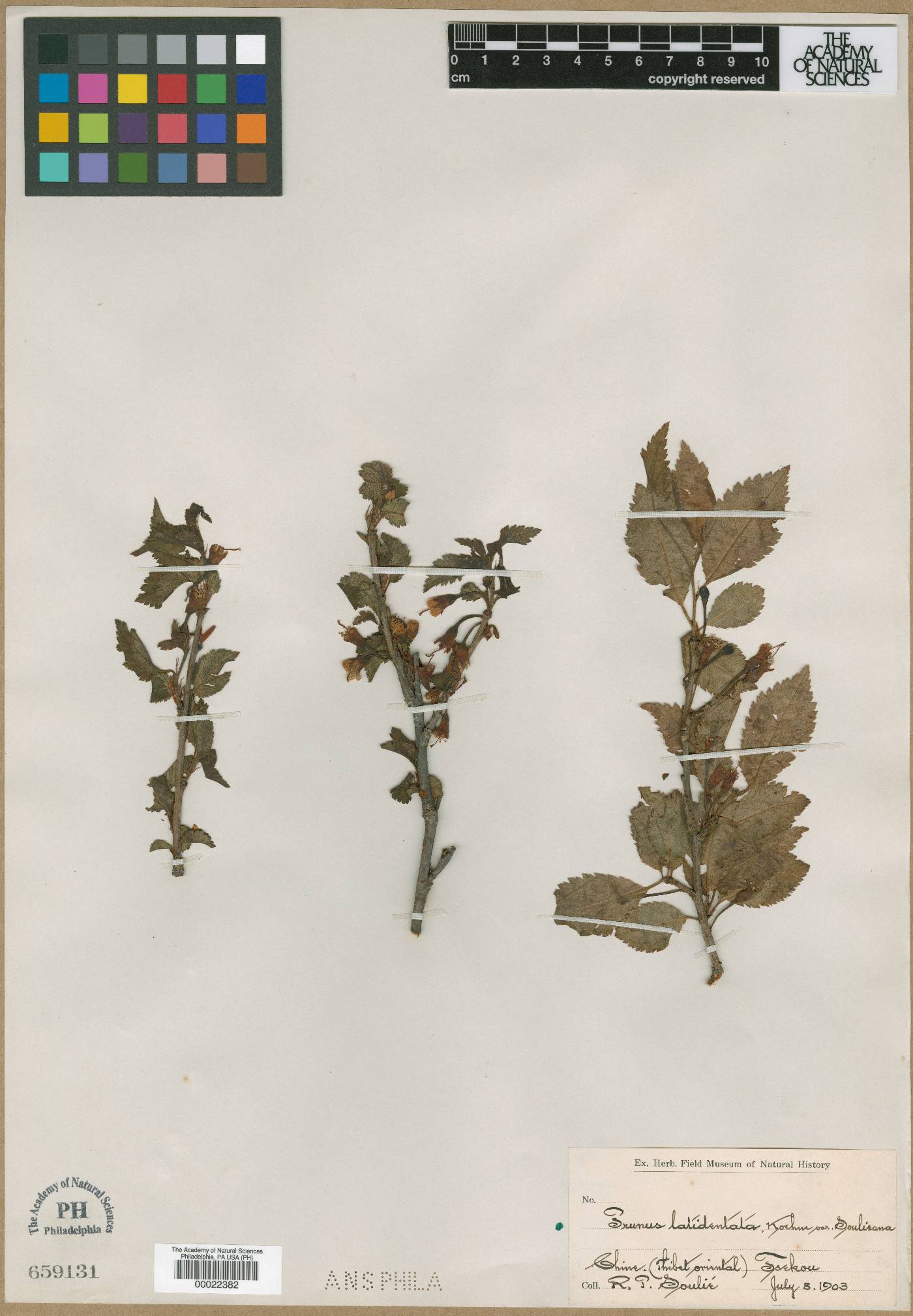 Prunus trichostoma image