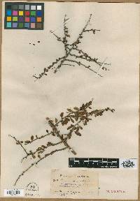 Prunus minutiflora image